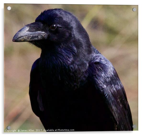 Raven  Acrylic by James Allen