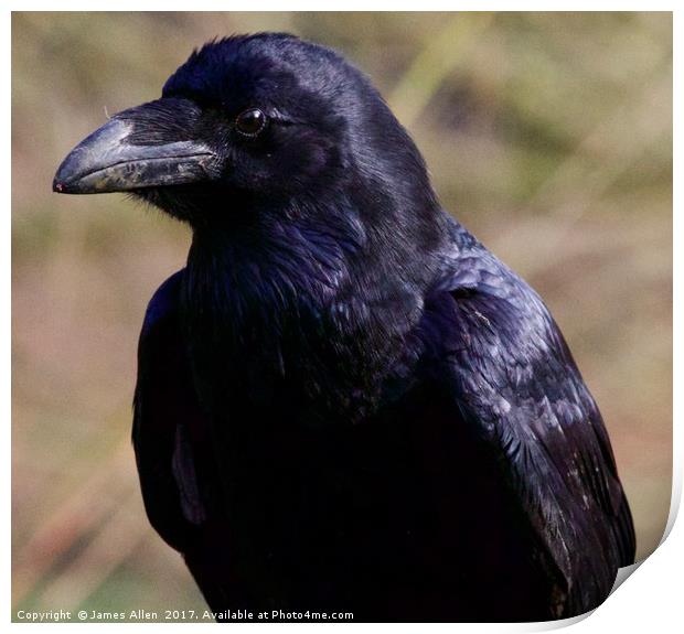 Raven  Print by James Allen