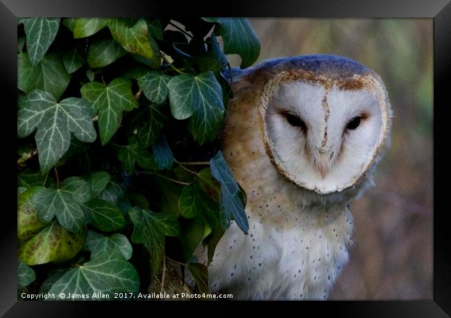 Look into my eyes!!!  Framed Print by James Allen