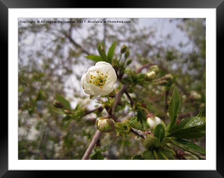 Cherry blossoms and buds, Framed Mounted Print by Ali asghar Mazinanian