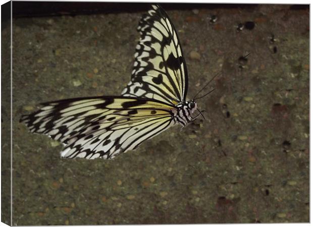 Butterfly Canvas Print by kelly Draper