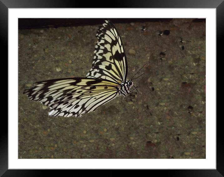 Butterfly Framed Mounted Print by kelly Draper