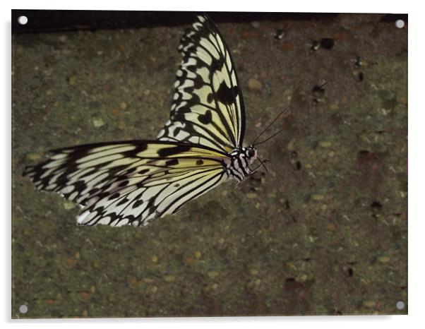 Butterfly Acrylic by kelly Draper