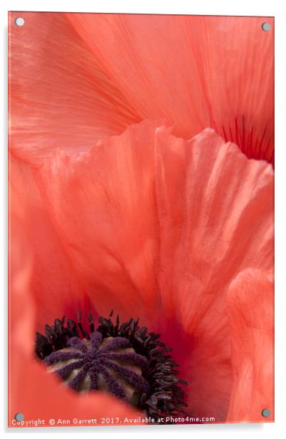 Blush Poppy Acrylic by Ann Garrett