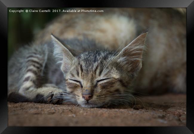 Cat Nap Framed Print by Claire Castelli