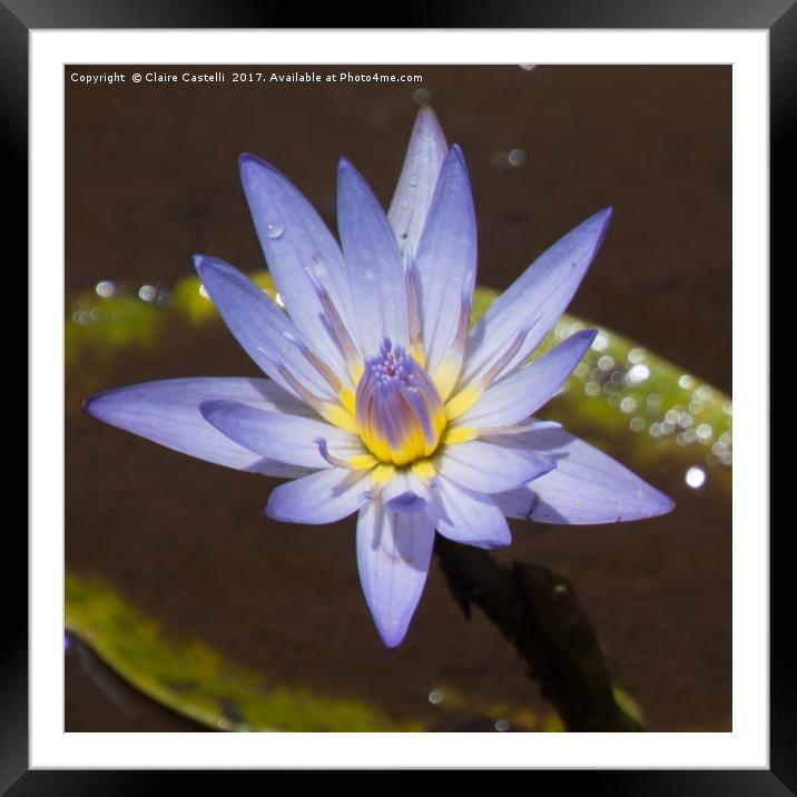 Water Lily Framed Mounted Print by Claire Castelli