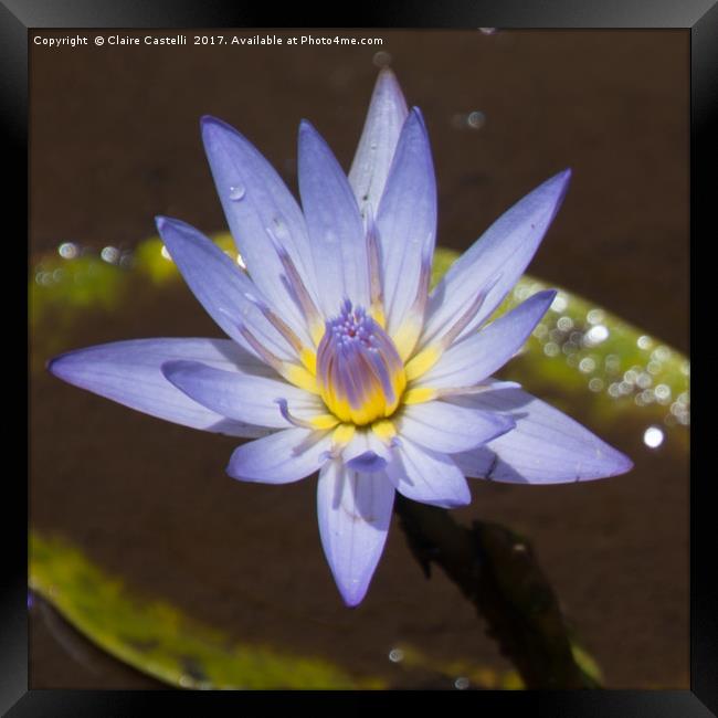 Water Lily Framed Print by Claire Castelli