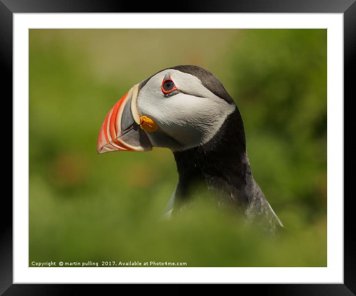 In the eye of the Puffin Framed Mounted Print by martin pulling