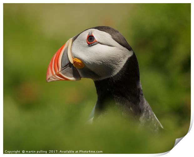In the eye of the Puffin Print by martin pulling