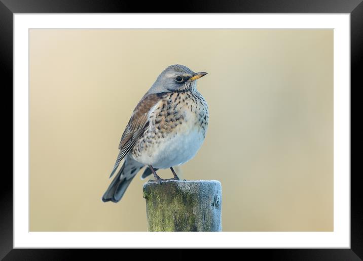 Sitting pretty Framed Mounted Print by Philip Male