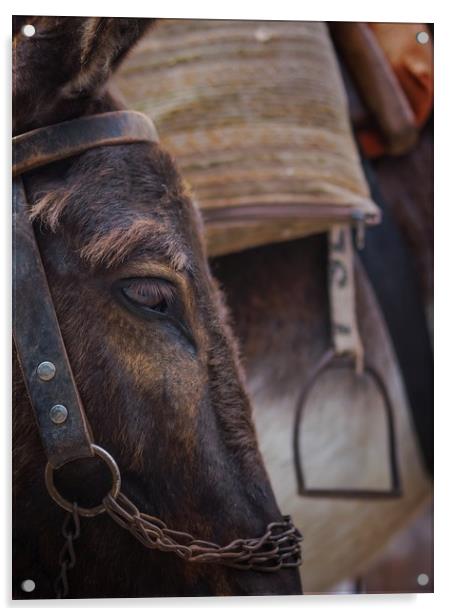 Donkey Acrylic by Victor Burnside