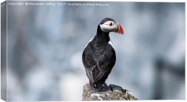 A Puffin's Perfect Pose Canvas Print by Alexander Jeffrey