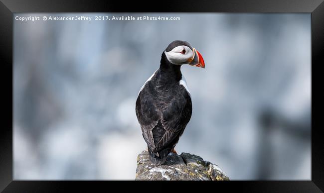 A Puffin's Perfect Pose Framed Print by Alexander Jeffrey