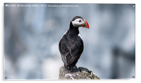 A Puffin's Perfect Pose Acrylic by Alexander Jeffrey