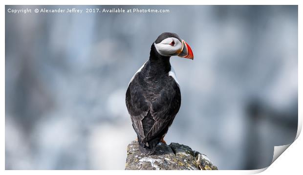 A Puffin's Perfect Pose Print by Alexander Jeffrey