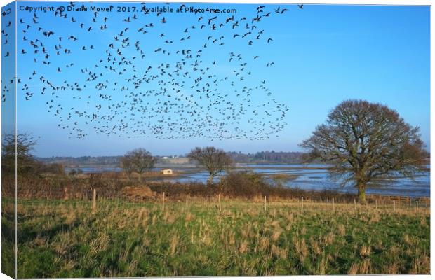 Brent Geese over the Colne Estuary Canvas Print by Diana Mower