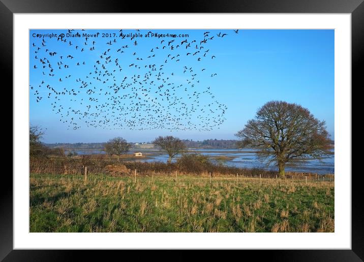 Brent Geese over the Colne Estuary Framed Mounted Print by Diana Mower