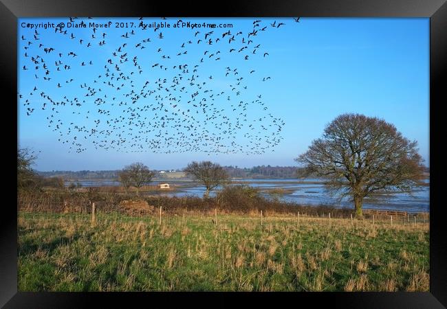 Brent Geese over the Colne Estuary Framed Print by Diana Mower