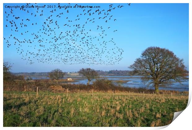 Brent Geese over the Colne Estuary Print by Diana Mower