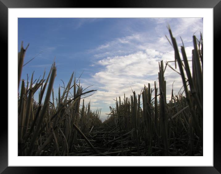    Wheat Stubble Through the Eyes of a Vole        Framed Mounted Print by Mel Coward