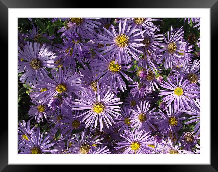 Lilac Flowers Framed Mounted Print by kelly Draper