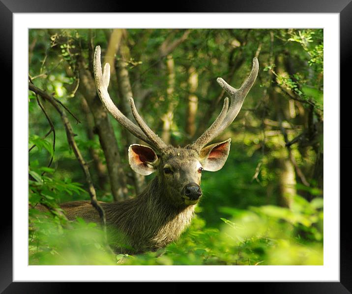 Indian Sambar Stag Framed Mounted Print by Jacqi Elmslie