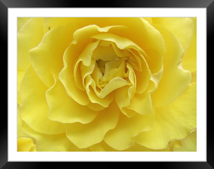 Yellow Rose Framed Mounted Print by kelly Draper