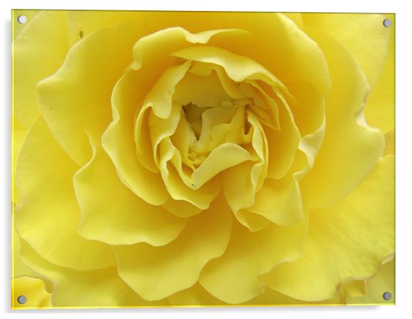Yellow Rose Acrylic by kelly Draper