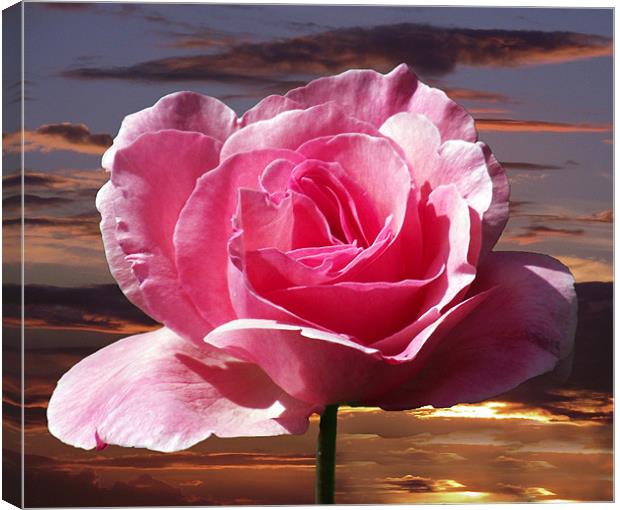 Rose Sunset Canvas Print by Donna Collett