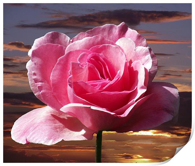 Rose Sunset Print by Donna Collett