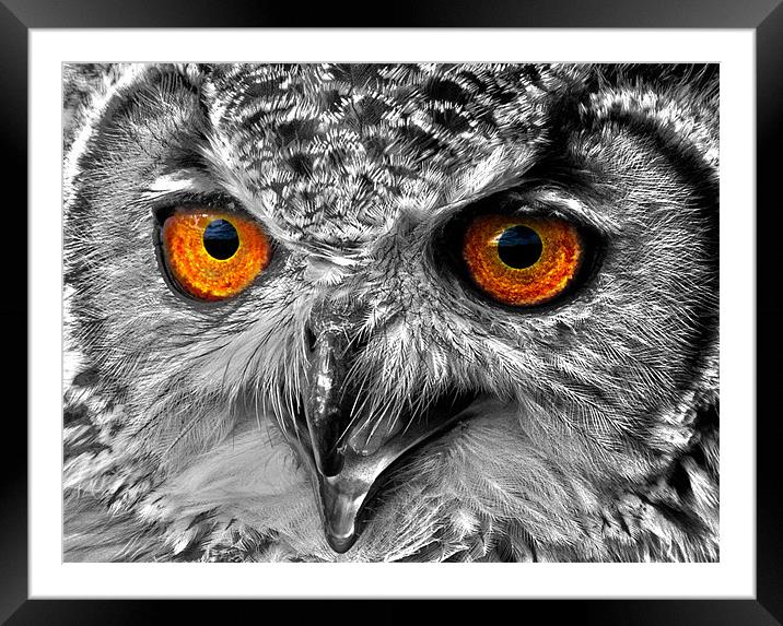 Eyes of a Bird of Prey Framed Mounted Print by Mike Gorton