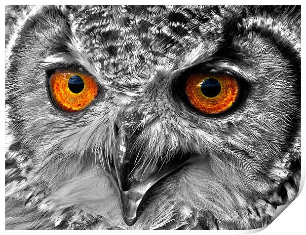 Eyes of a Bird of Prey Print by Mike Gorton