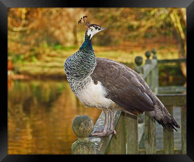 Peahen in Autumn Framed Print by Bel Menpes