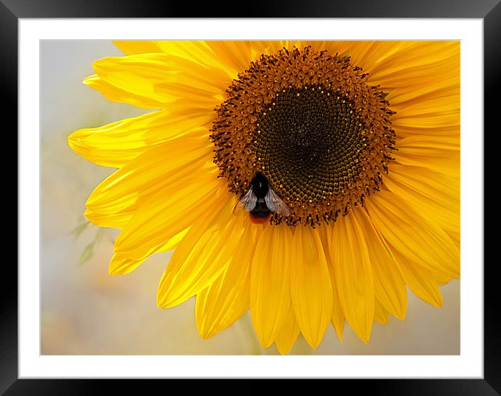 The Bee And The Sunflower Framed Mounted Print by Bel Menpes