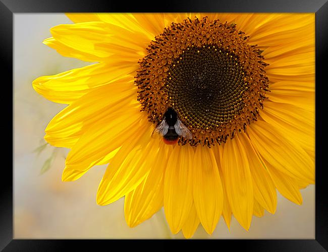 The Bee And The Sunflower Framed Print by Bel Menpes