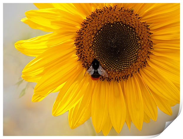 The Bee And The Sunflower Print by Bel Menpes