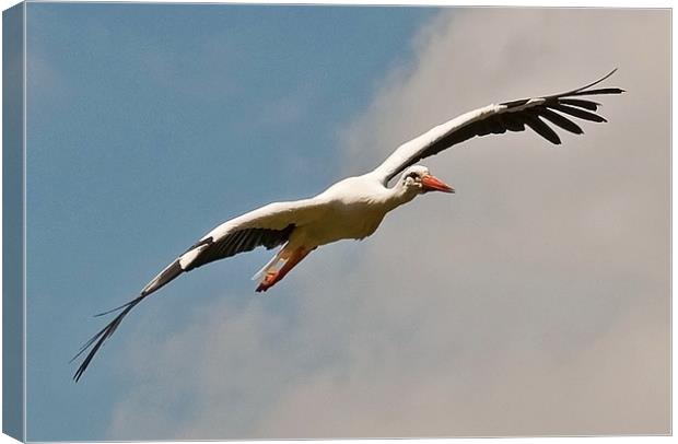 European Stork in flight Canvas Print by Chris Thaxter