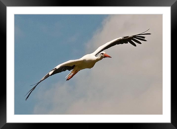 European Stork in flight Framed Mounted Print by Chris Thaxter