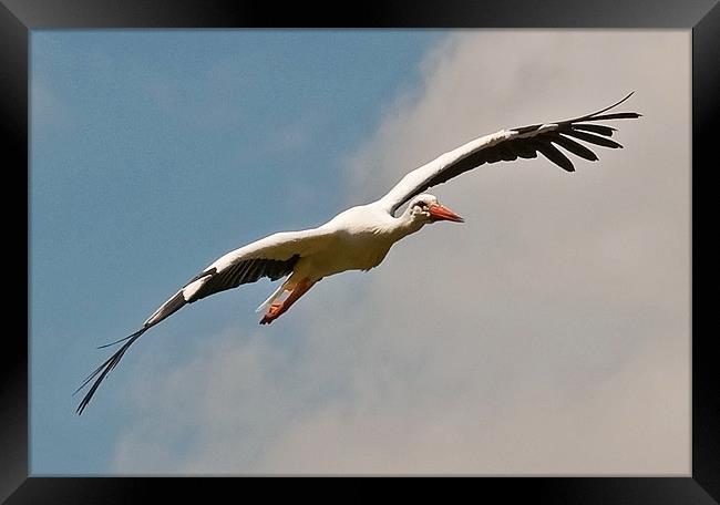 European Stork in flight Framed Print by Chris Thaxter