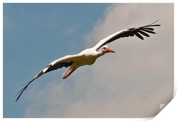 European Stork in flight Print by Chris Thaxter