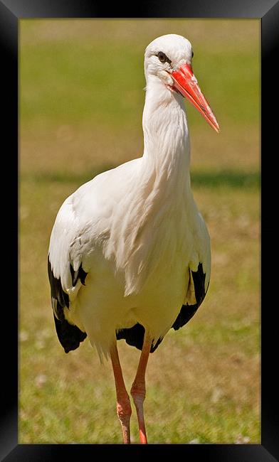 White Stork Framed Print by Chris Thaxter