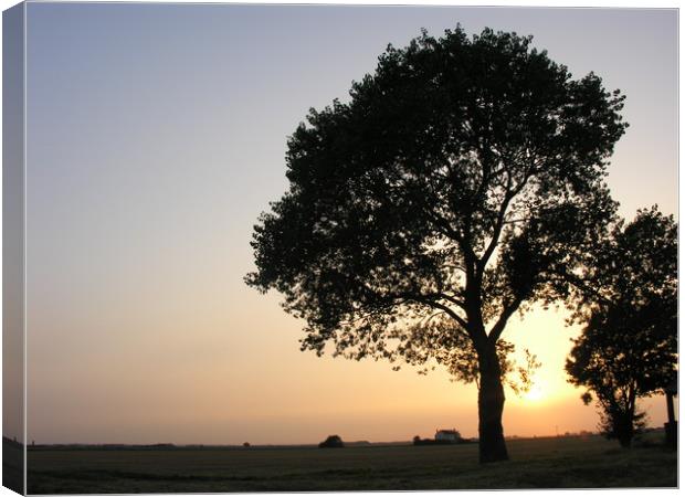 Silhouette of a Birch Tree on the Lincolnshire Fen Canvas Print by Mel Coward