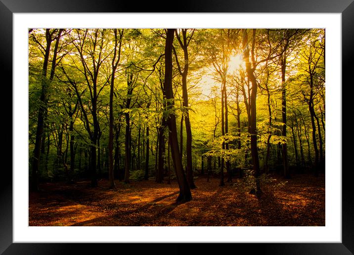 Early Summer Woodland Framed Mounted Print by Oxon Images