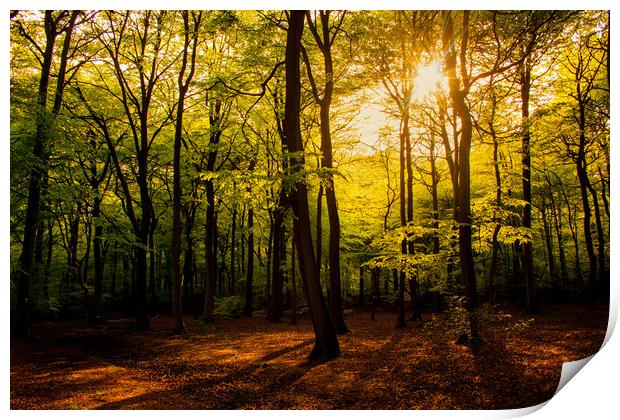 Early Summer Woodland Print by Oxon Images