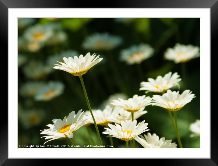 Daisy reaching for the sky Framed Mounted Print by Ann Mitchell