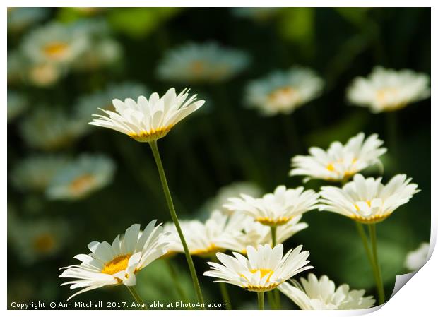 Daisy reaching for the sky Print by Ann Mitchell