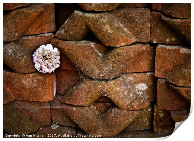 Flower Among the Bricks Print by Ann Mitchell