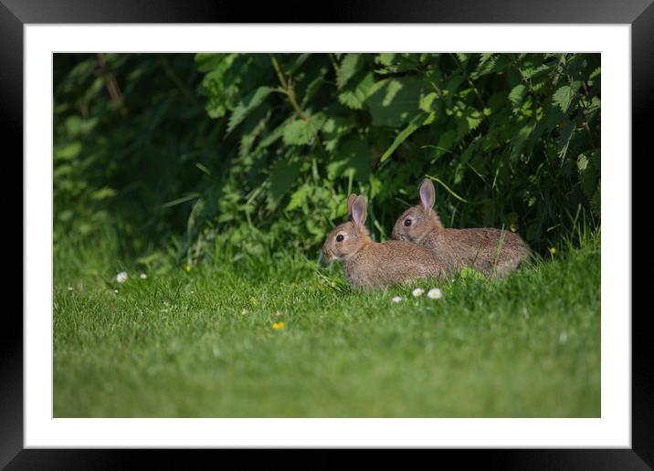 young rabbits Framed Mounted Print by kevin murch