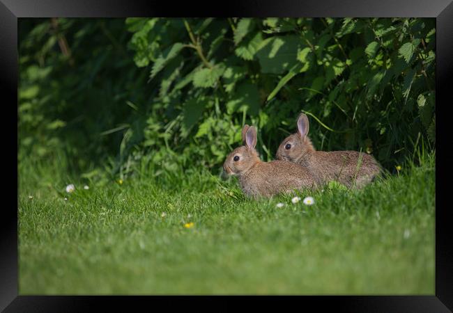 young rabbits Framed Print by kevin murch