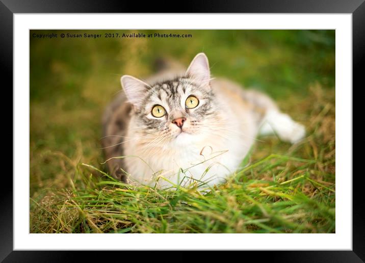 RagaMuffin Cat relaxing on grass Framed Mounted Print by Susan Sanger
